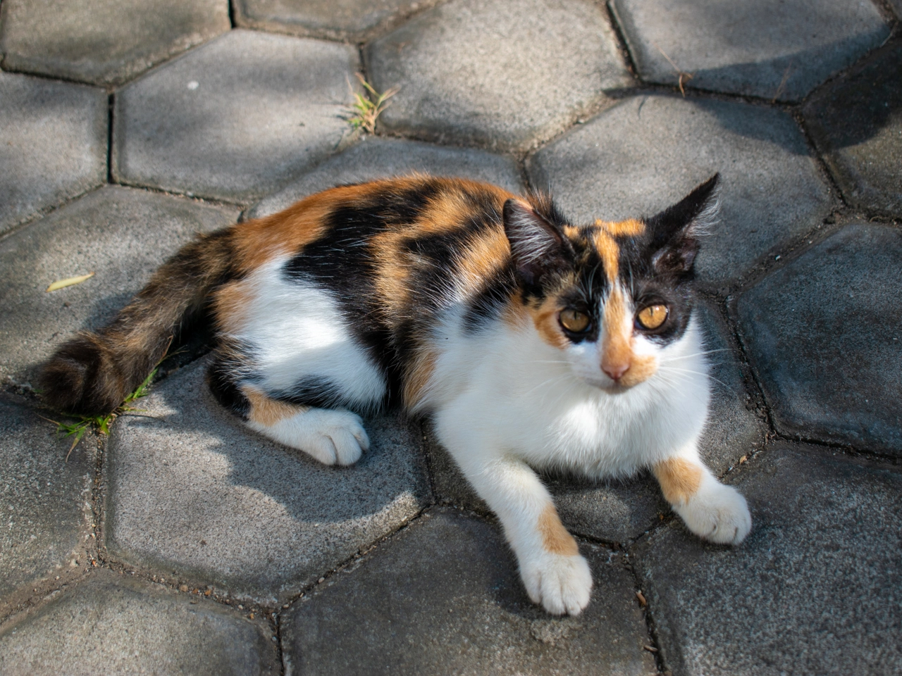 three-colored cat