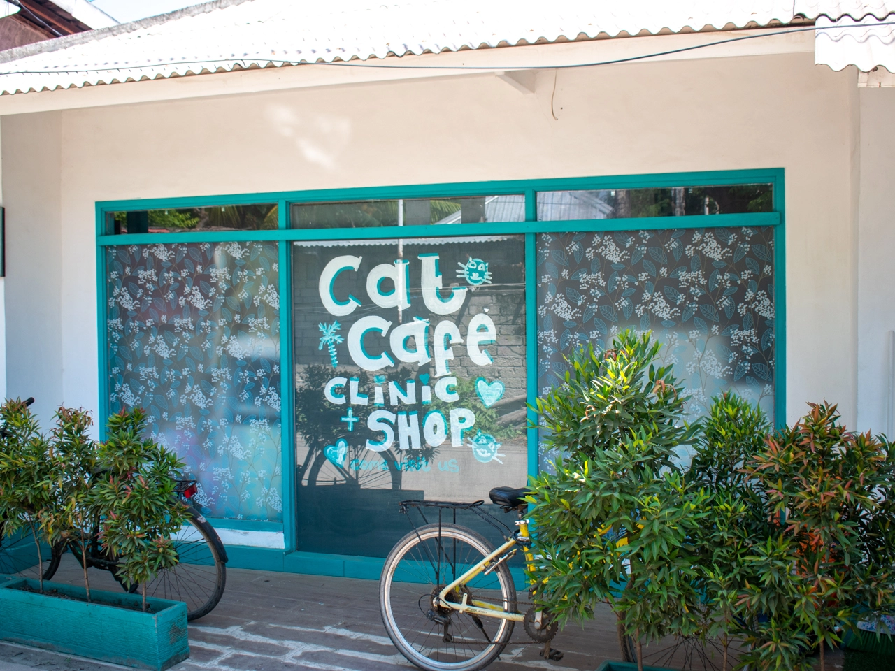 cat shop and vet on gili trawangan