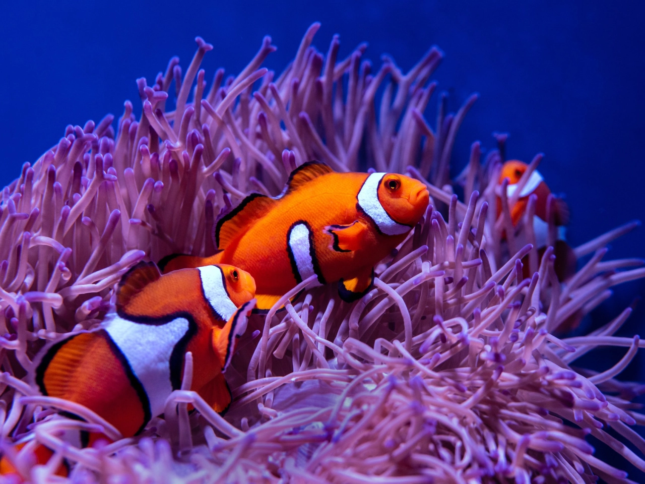 clown fish on gili air