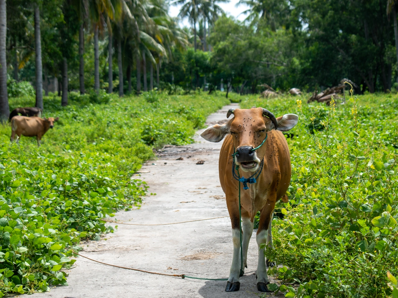 cow on gili trawangan