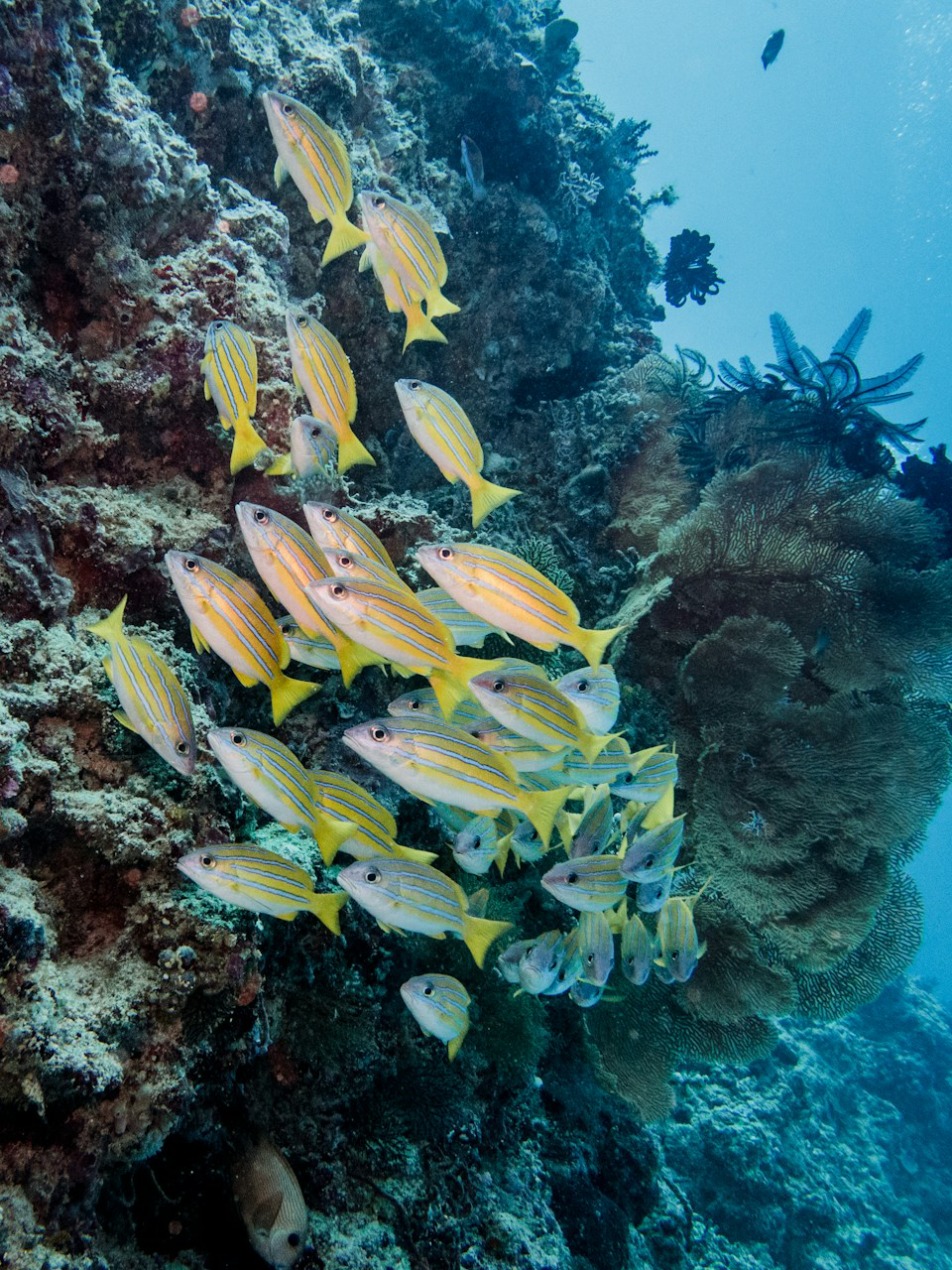 fish on gili trawangan snorkeling