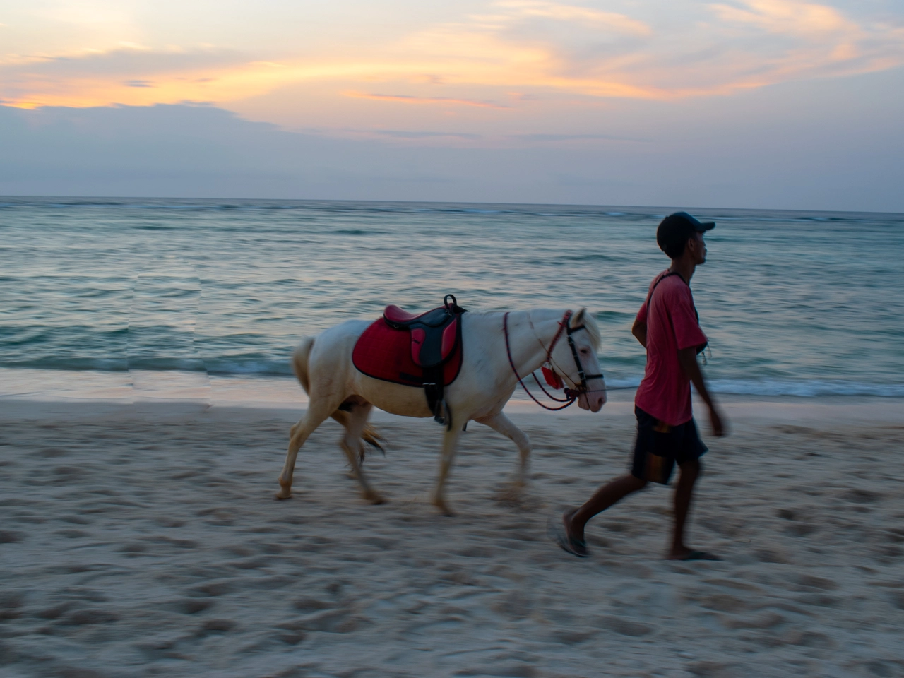white horse on the beach of gili trawangan during sunset
