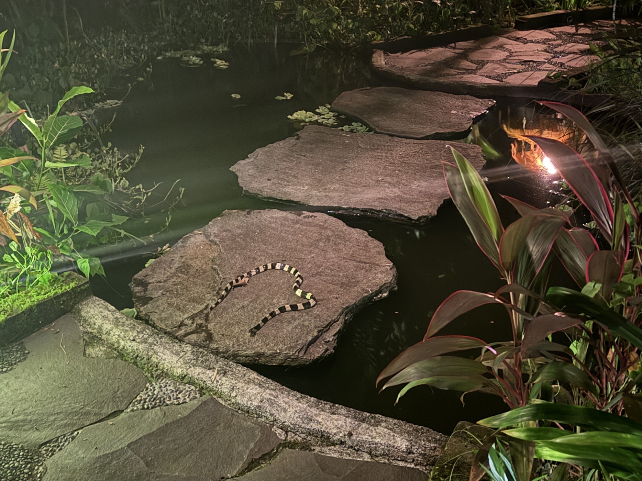 a snake on a pond in ubud