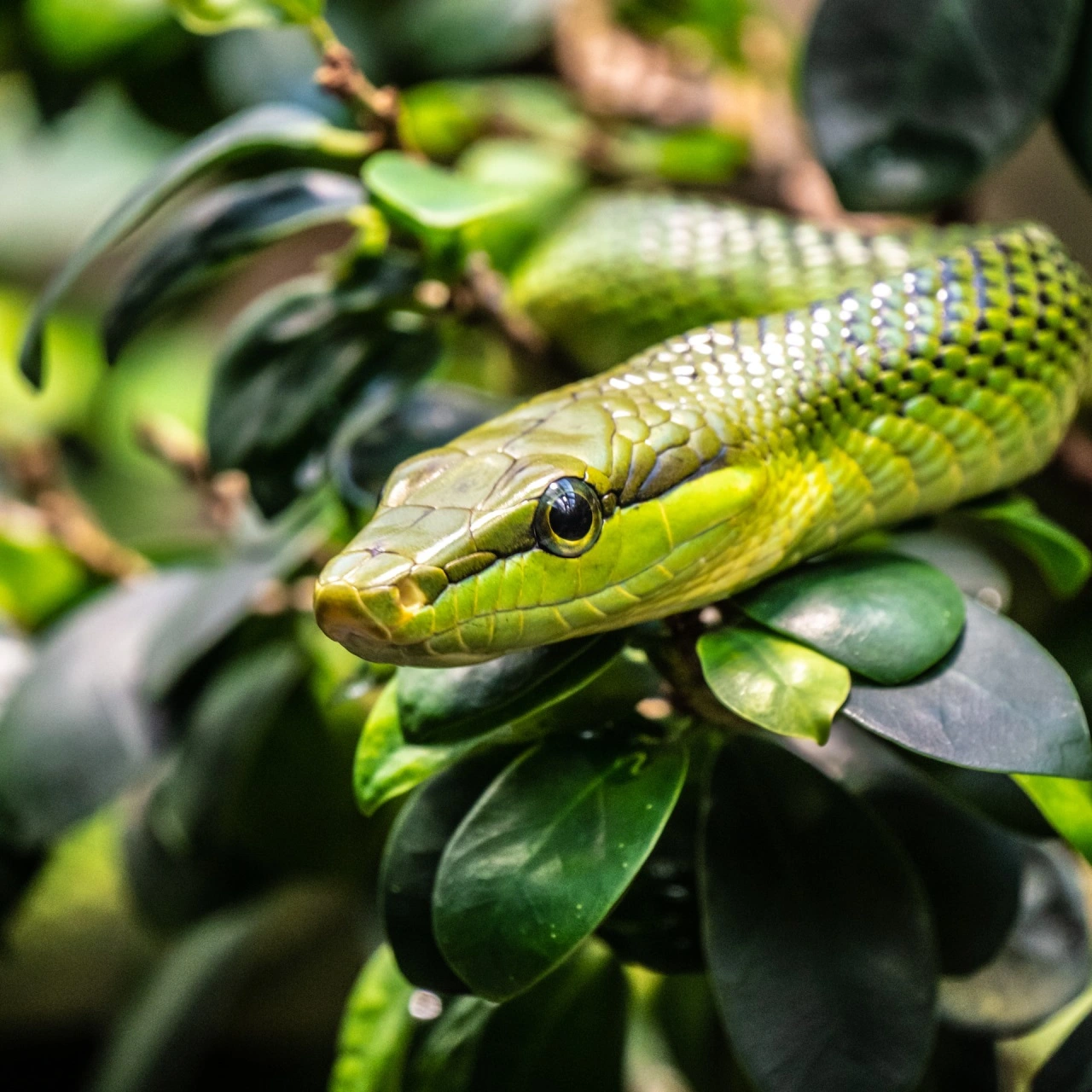green snake