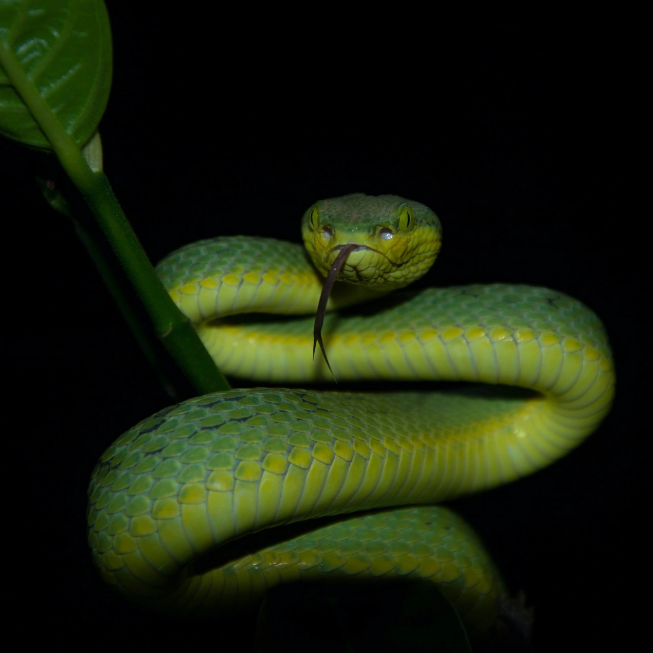 White-whipped Pit Viper