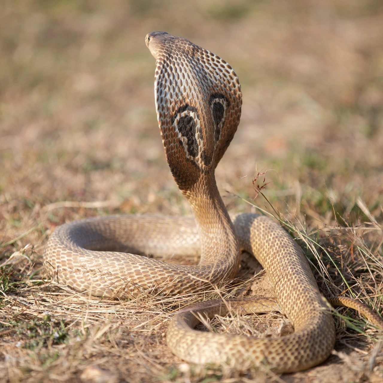 king cobra