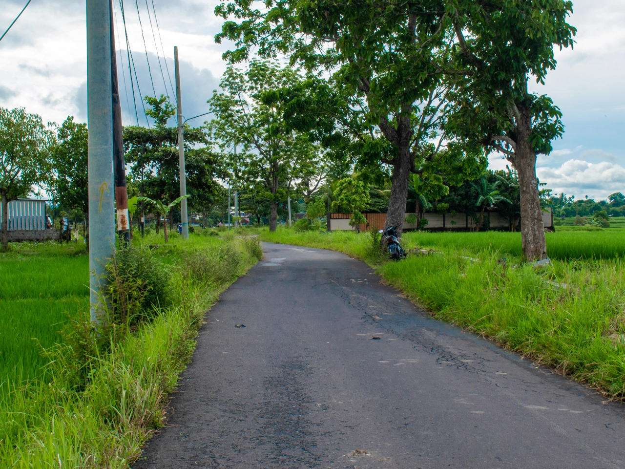 street between rice fields in ubud
