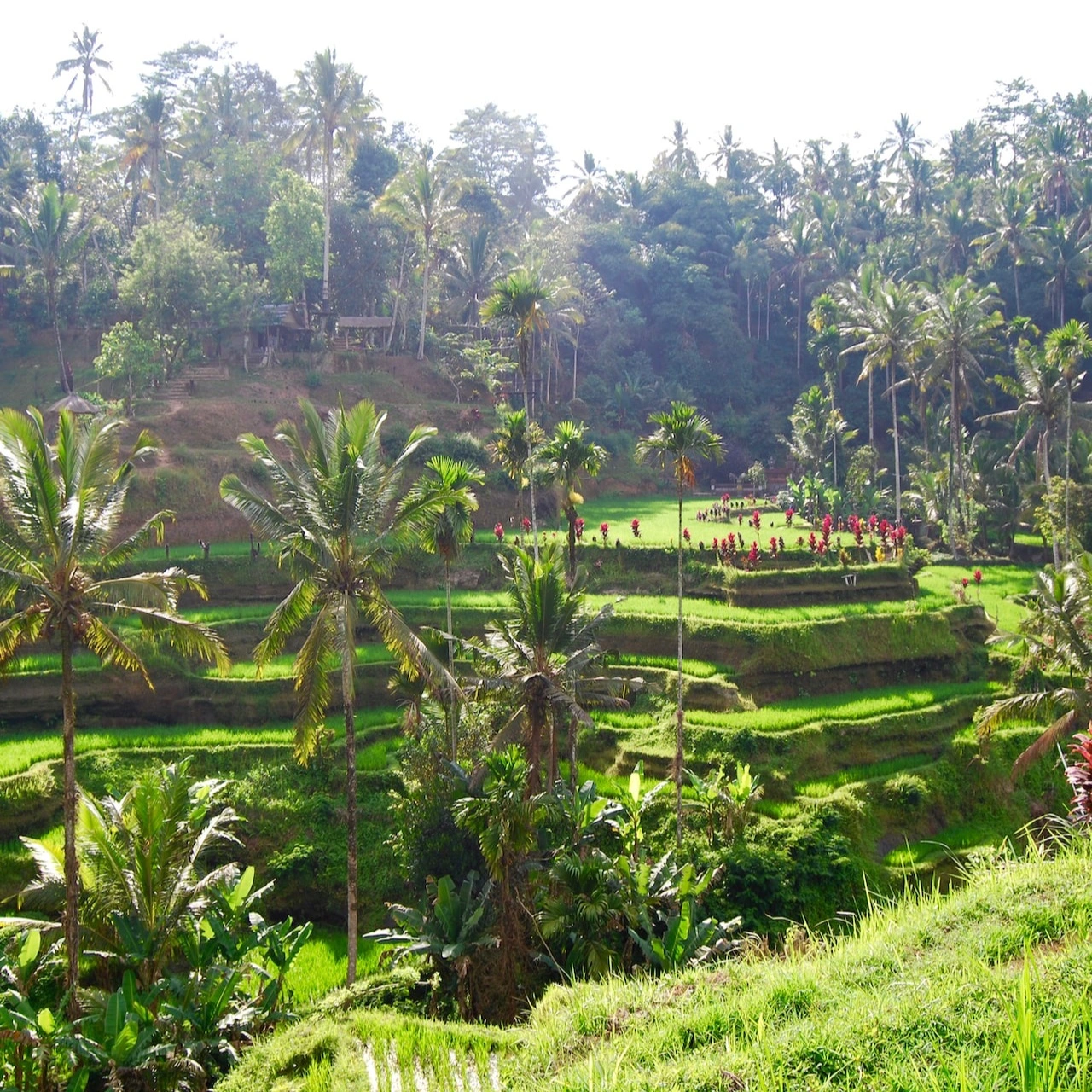 Tegalalang rice fields